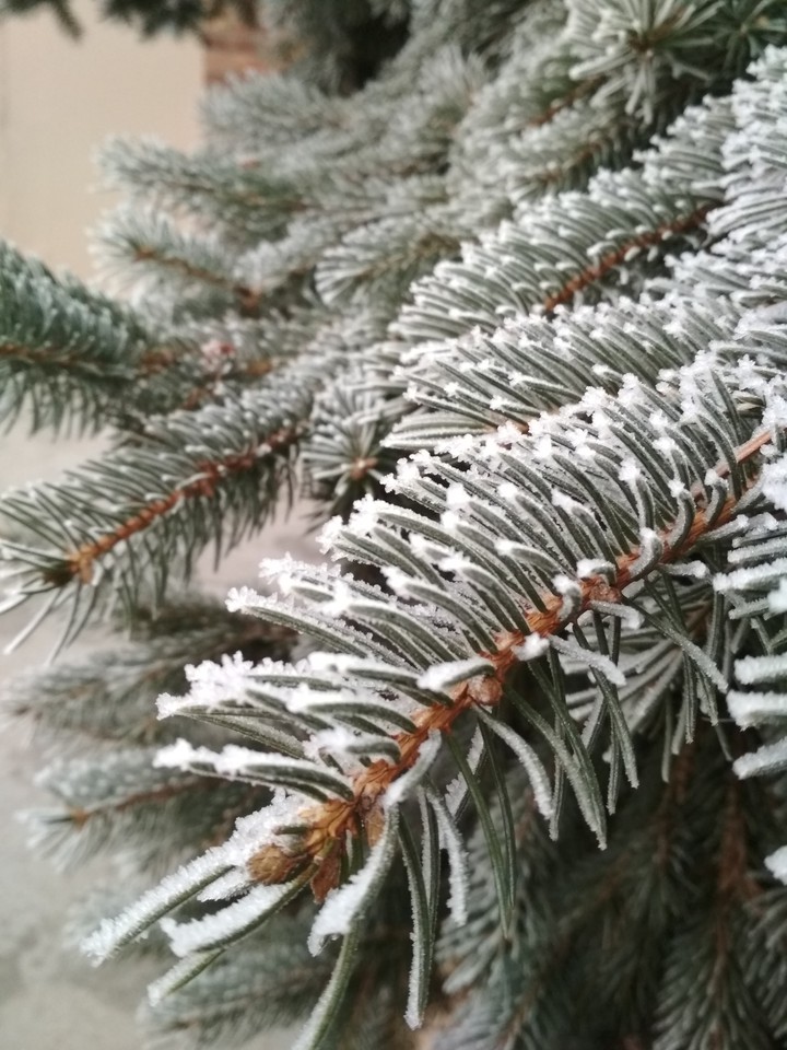 winter miracles