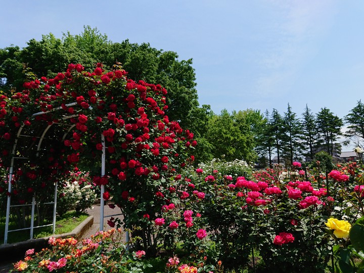 rose garden3