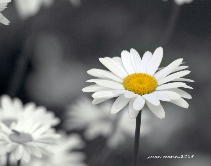 daisy love