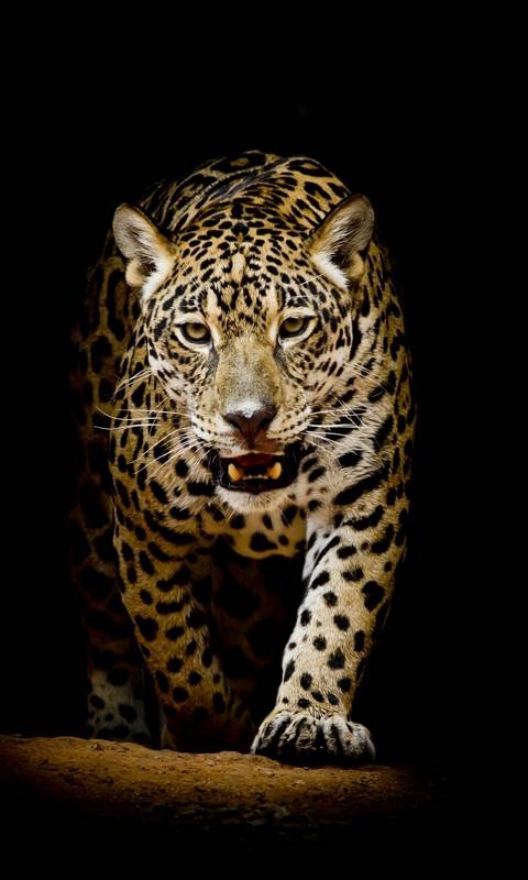 leopard, carnivoran壁纸