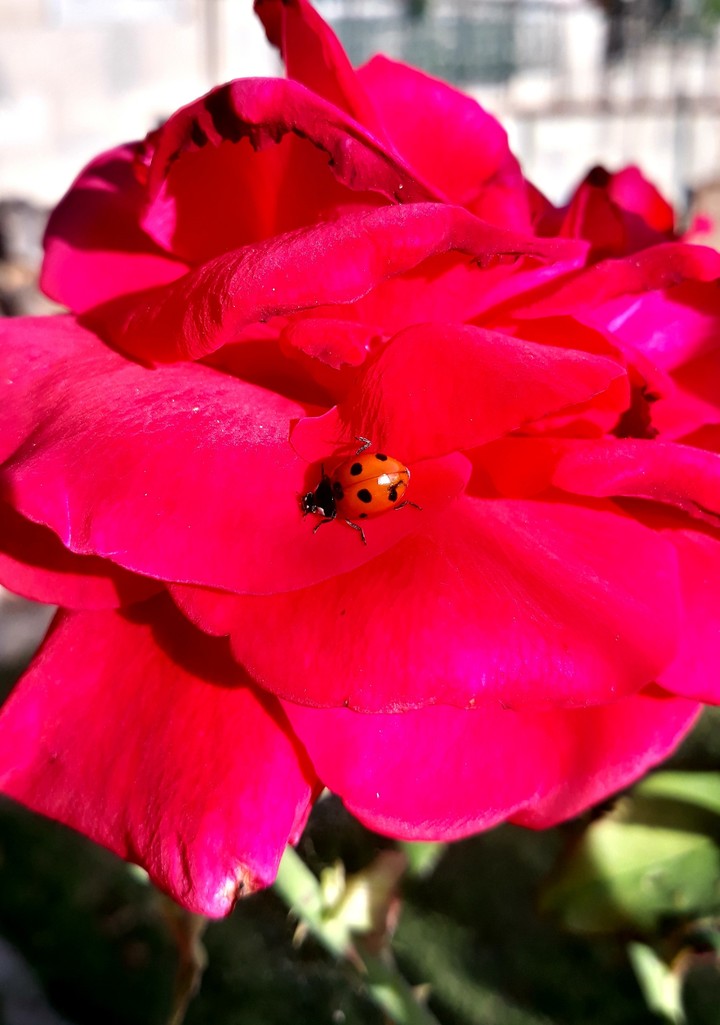 rosa e coccinella
