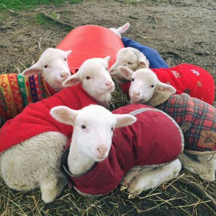 Funny sheep - by Eglantine