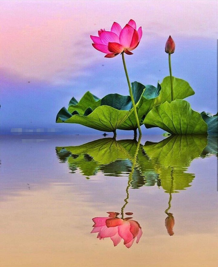 Lotus