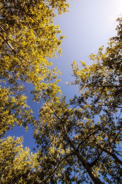 Aspen Canopy
