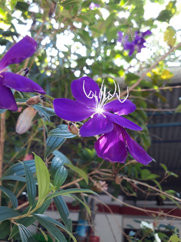 Flower