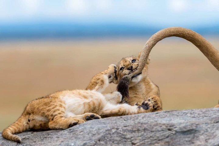 cat