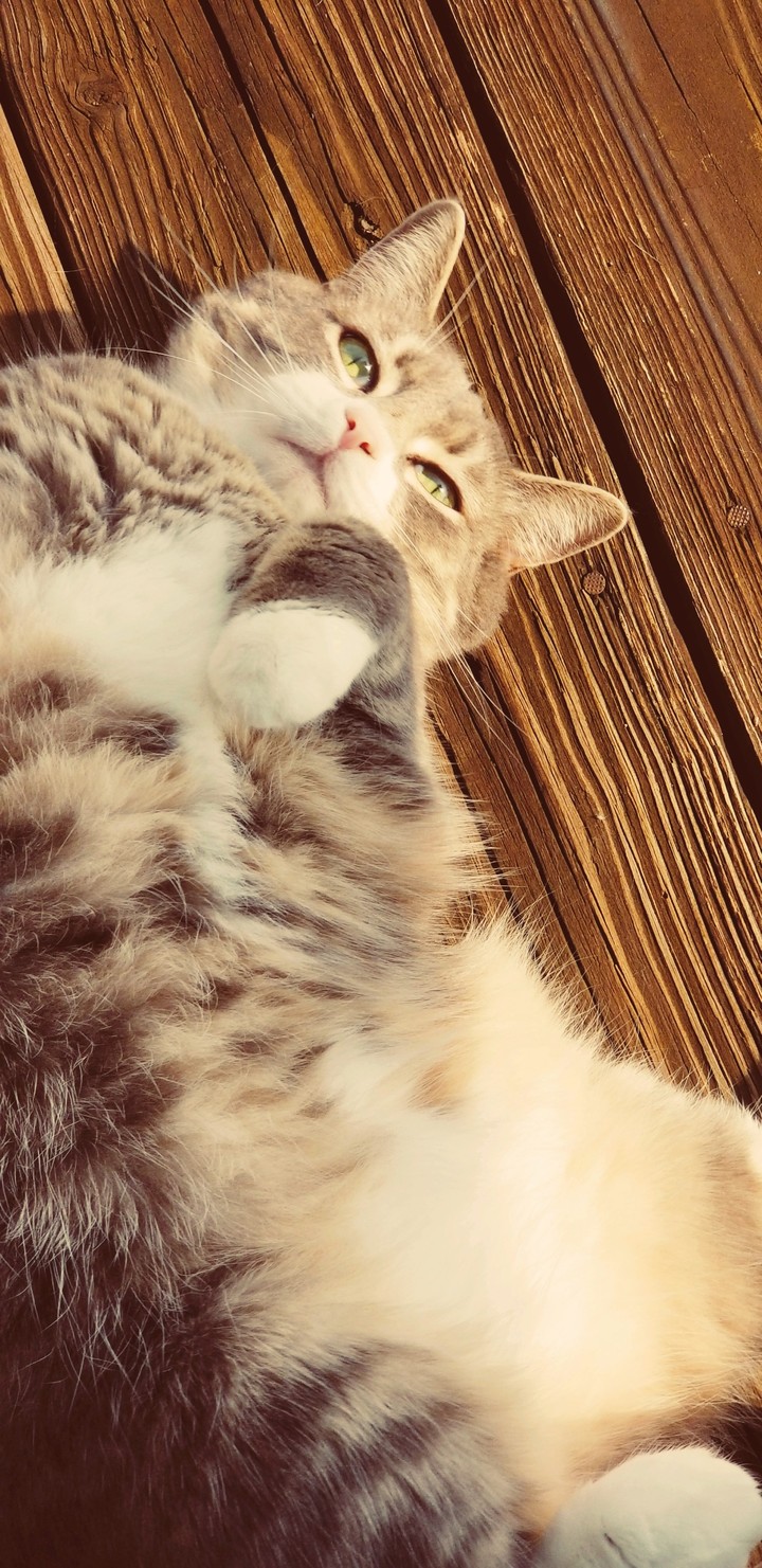 meaw