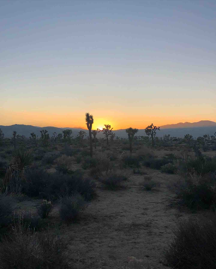 Joshua tree sunset