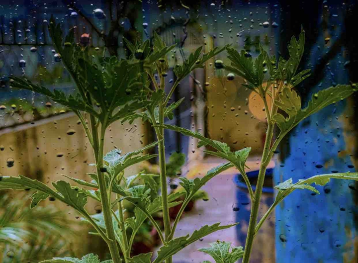 plants