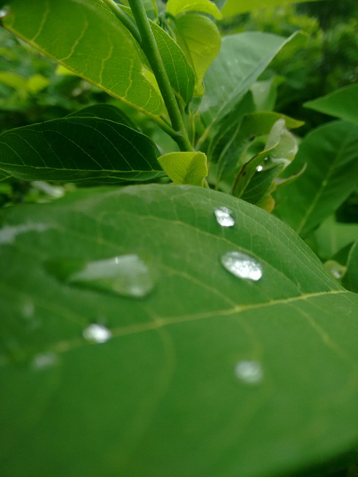 Go Green