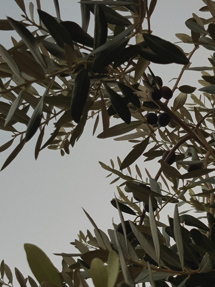 wild olive