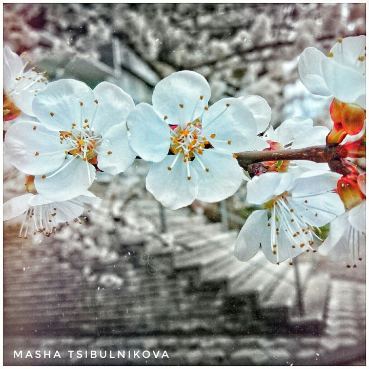 spring flowers