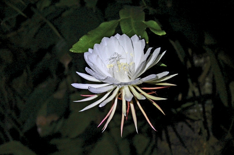 Kadupul Flower (Srilanka )