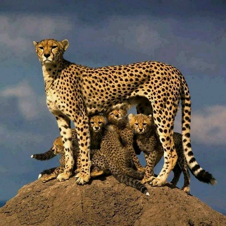família grande