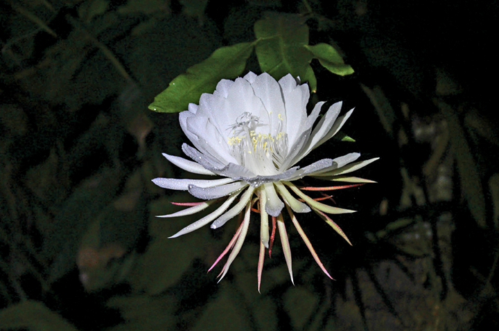 Kadupul Flower (Srilanka )