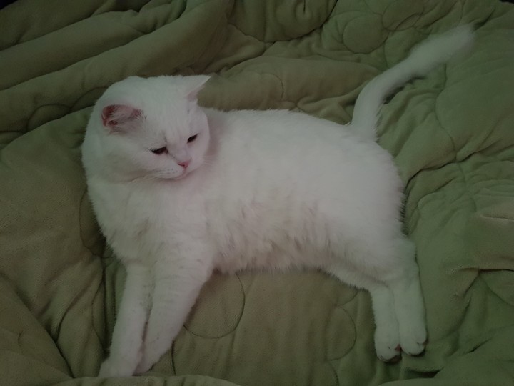 내 고양이