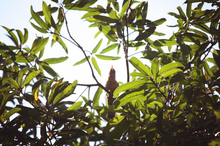 lonely chirp