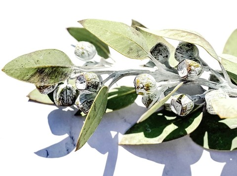 sfondi elaeagnaceae, laurels