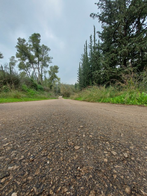 forest trail