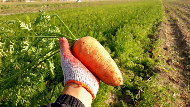carrot