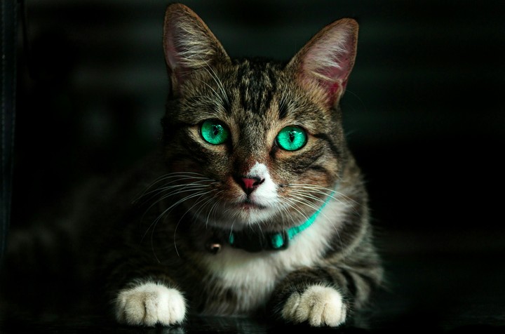 cat