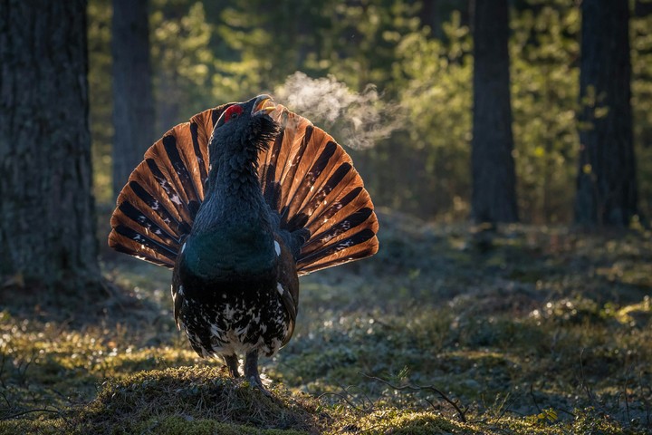 bird