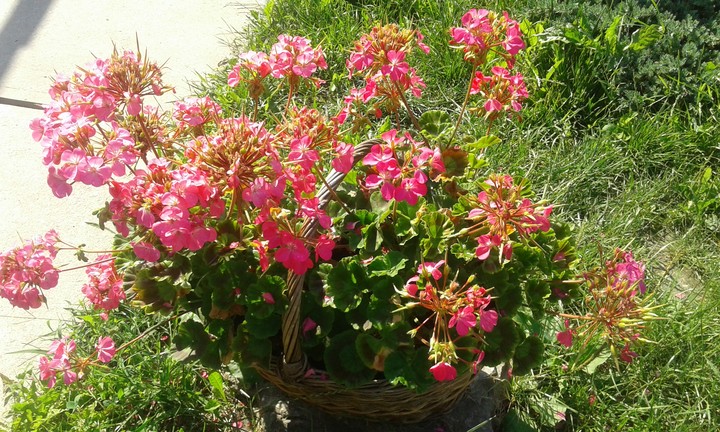 Beautiful flower