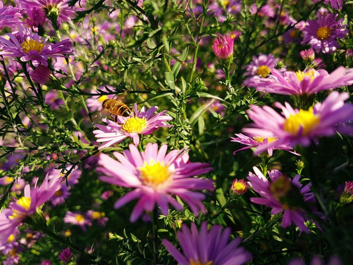 Bee on the flower