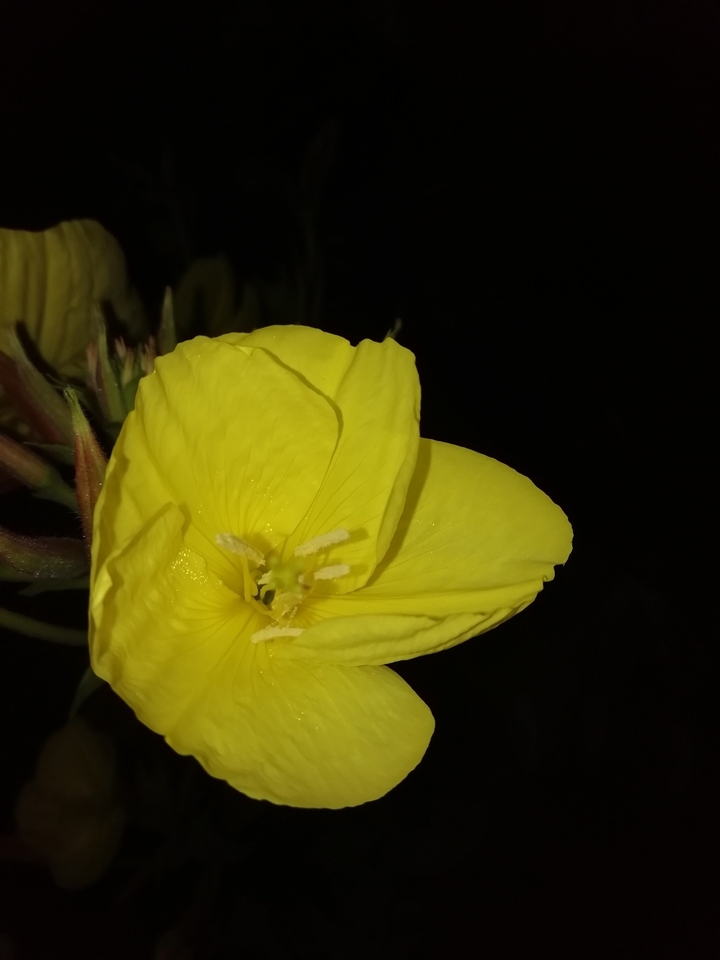 flower at night
