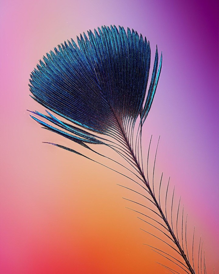 peacock feather
