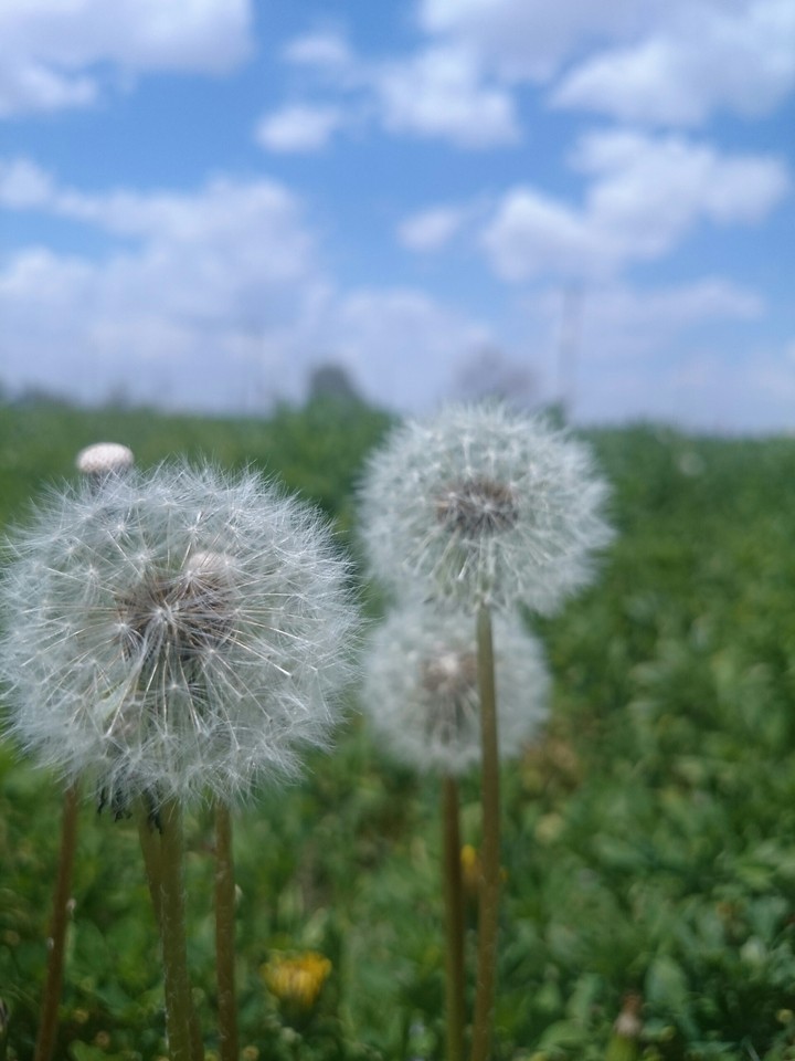 dandelion