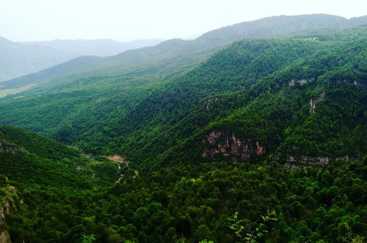 our forests