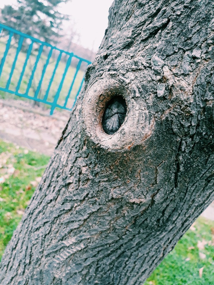 Окото на дърветата