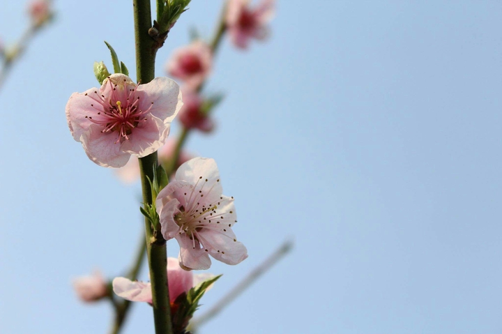 apple tree during spring