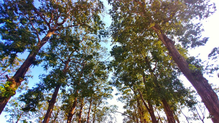 the tree