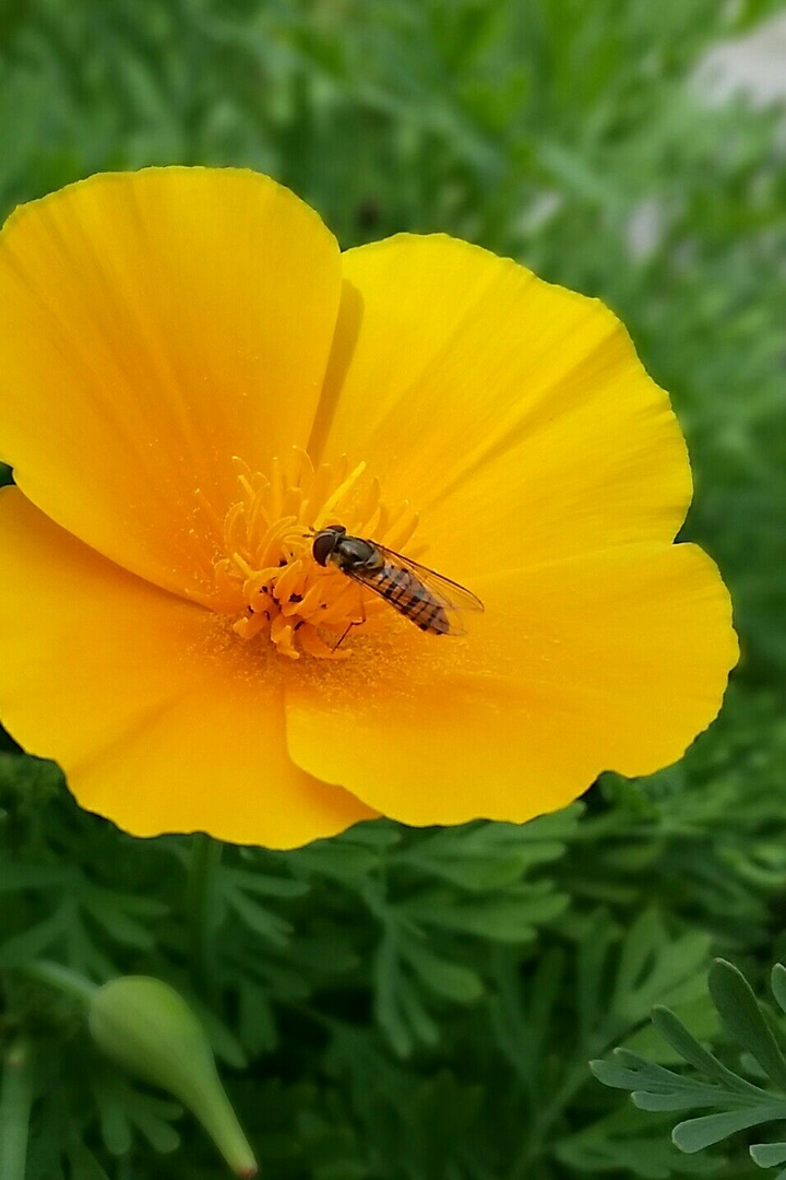 spring