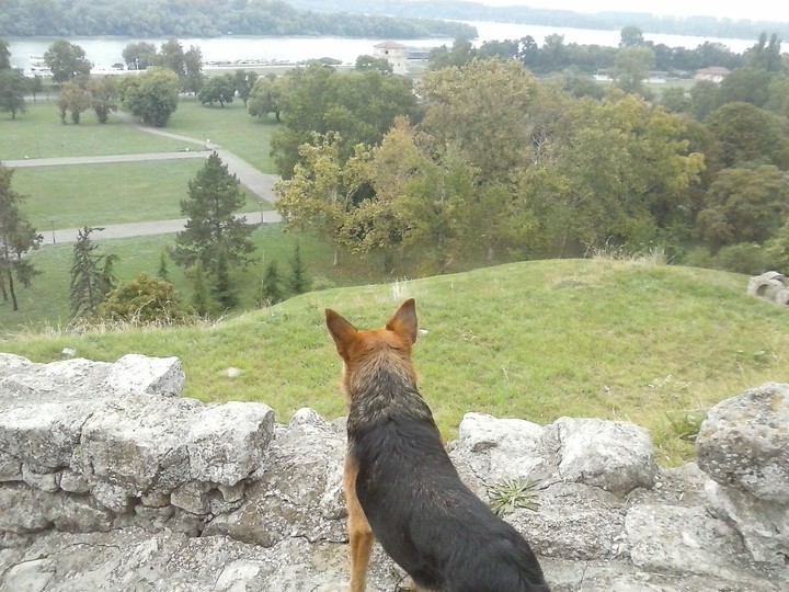 my dog enjoing the view