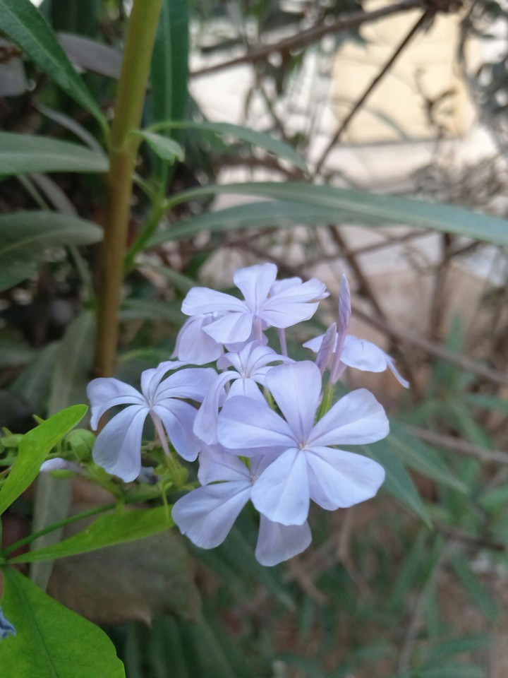 flowers.!!!