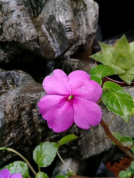 frescor da primavera