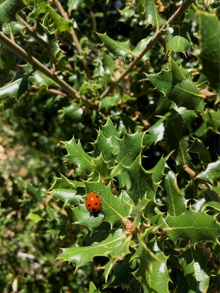 bug