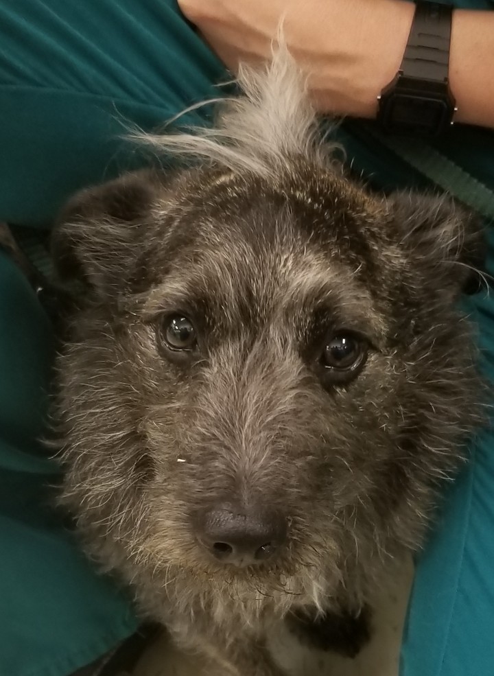 Otto