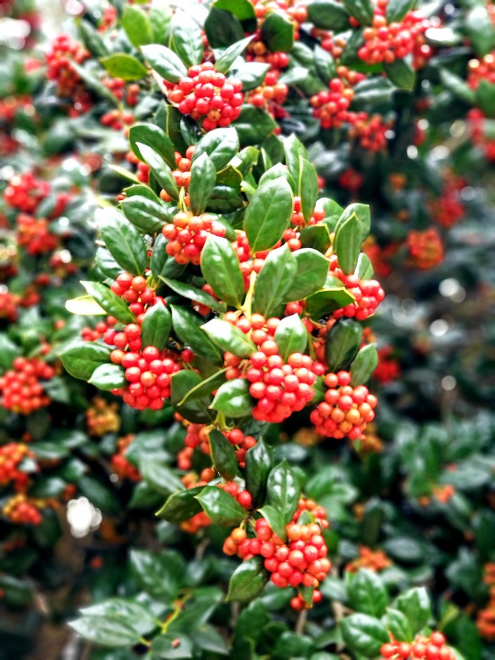 hollie berries