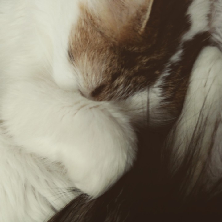 sleeping kitty