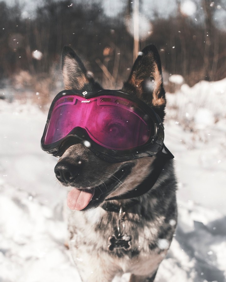dog