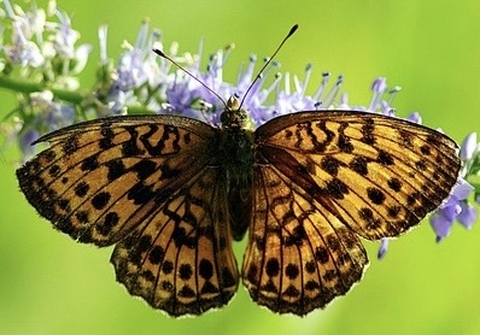 butterfly, 蝴蝶桌布