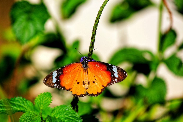 Butterfly