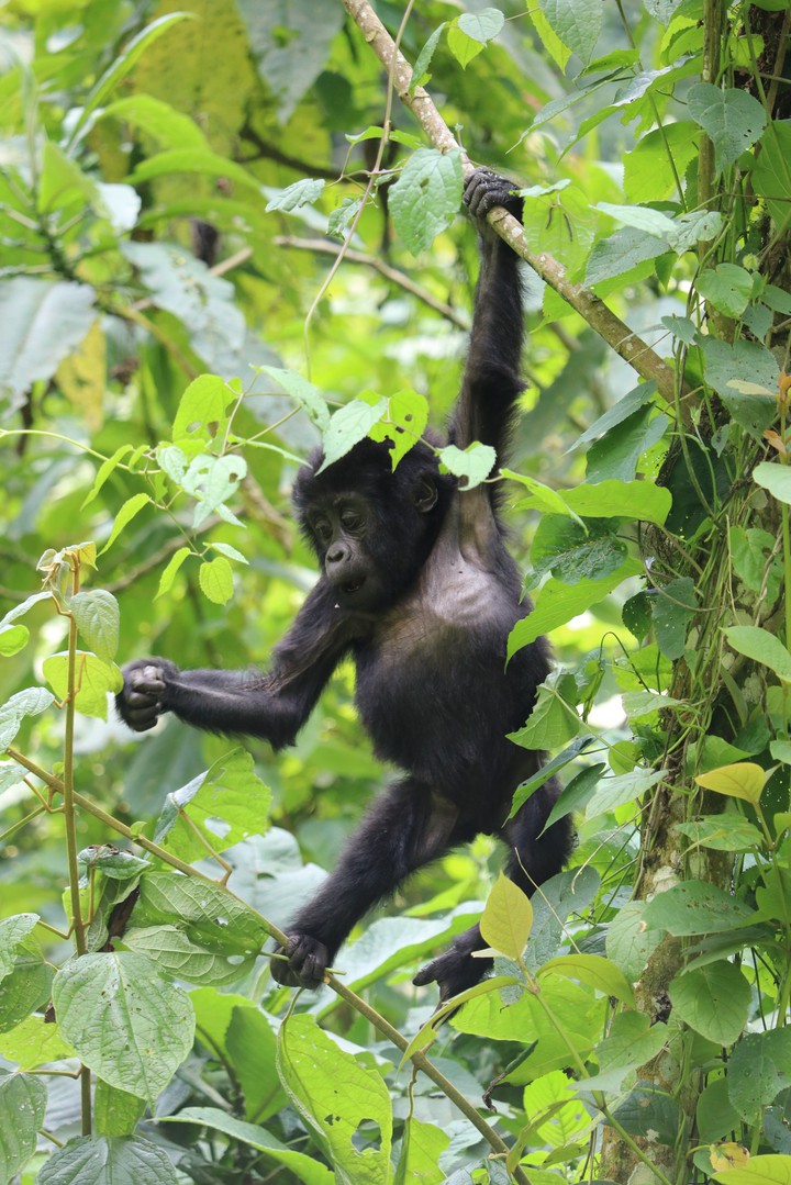 Gorilla (●´ϖ`●)