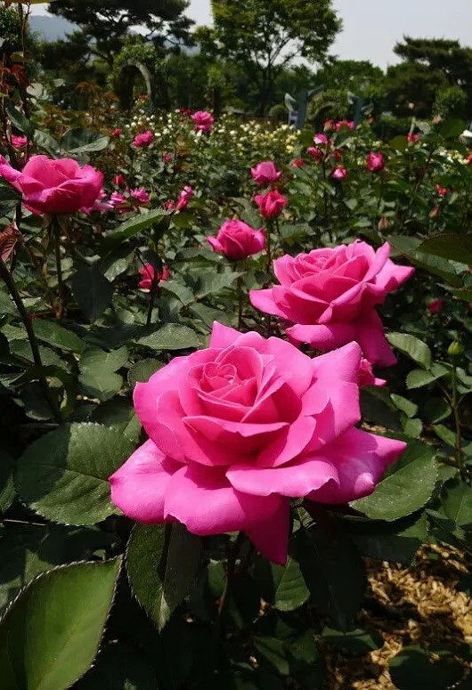 Rose garden
