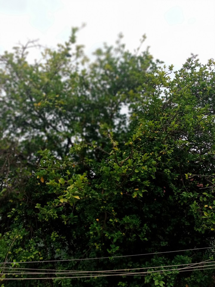 nature