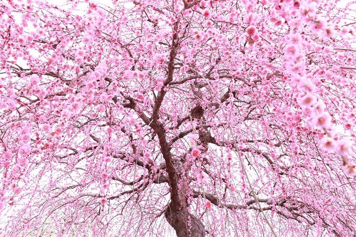 willowy pink plum blossoms